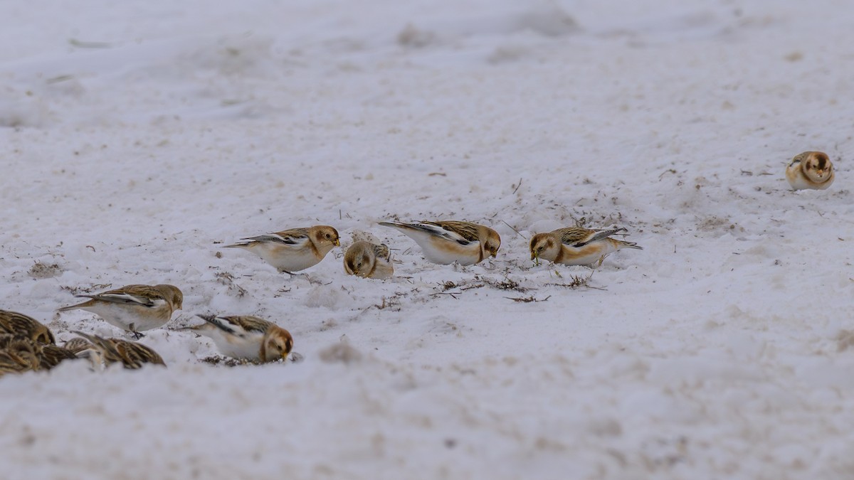 Snow Bunting - ML646610160