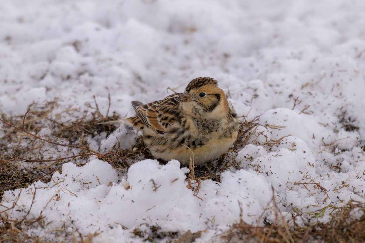 Lapland Longspur - ML646610163
