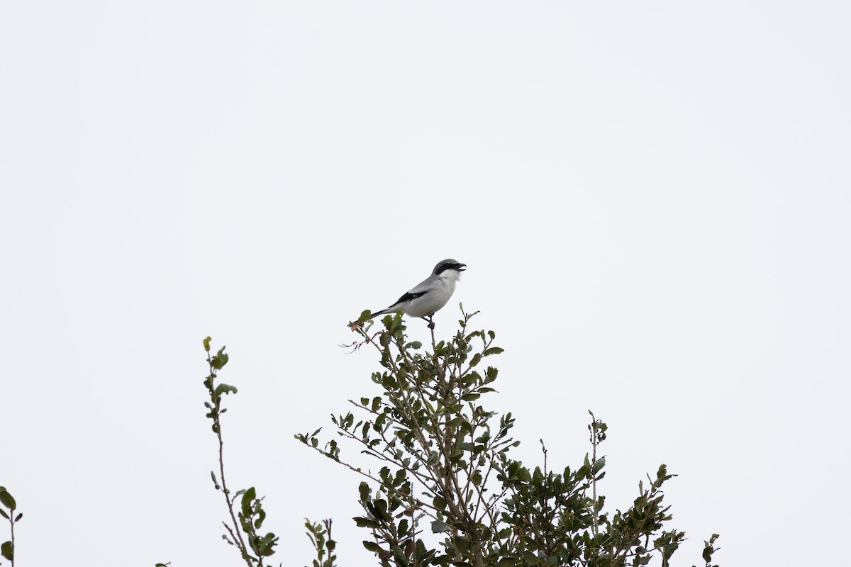 amerikavarsler - ML646610164