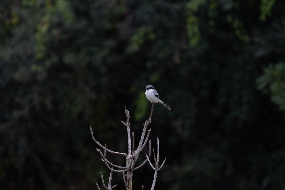 amerikavarsler - ML646610165