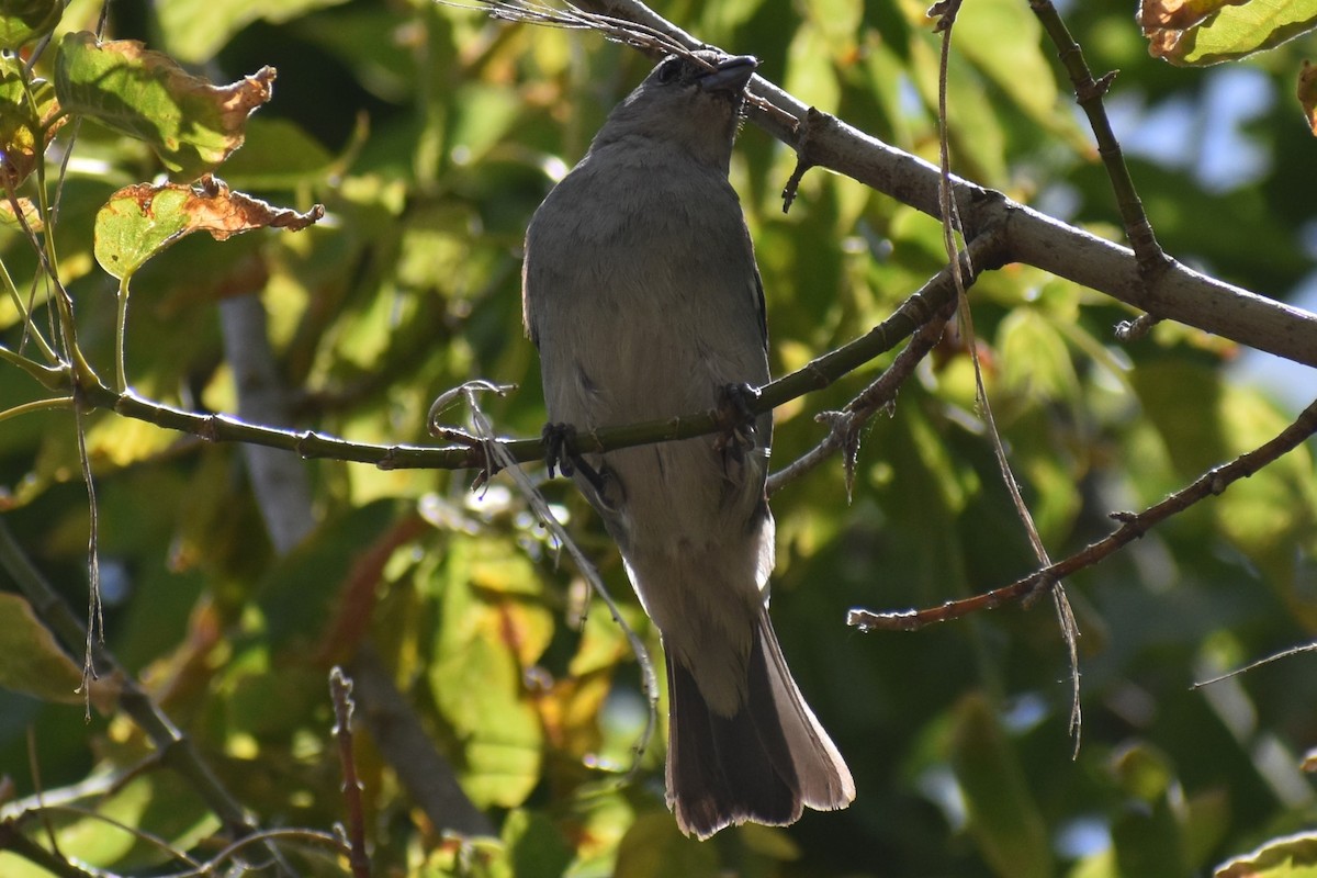 Sayaca Tanager - ML646610167