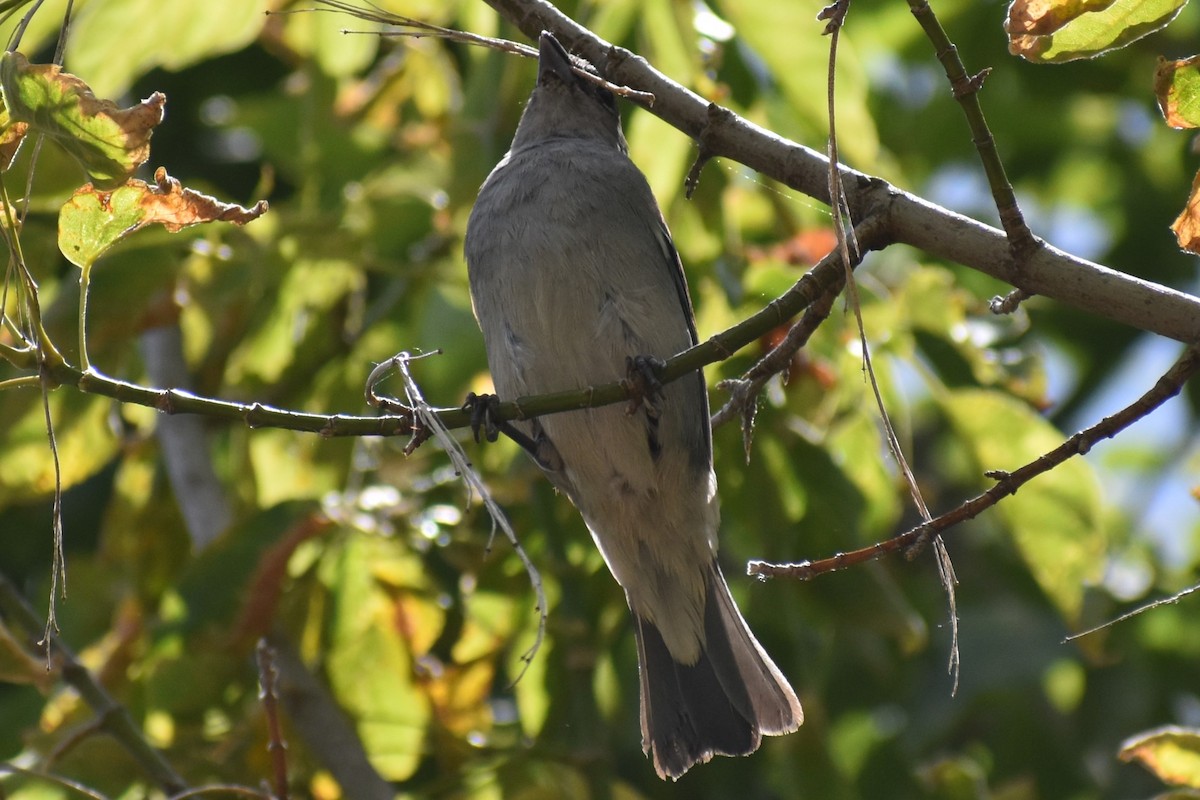 Sayaca Tanager - ML646610168