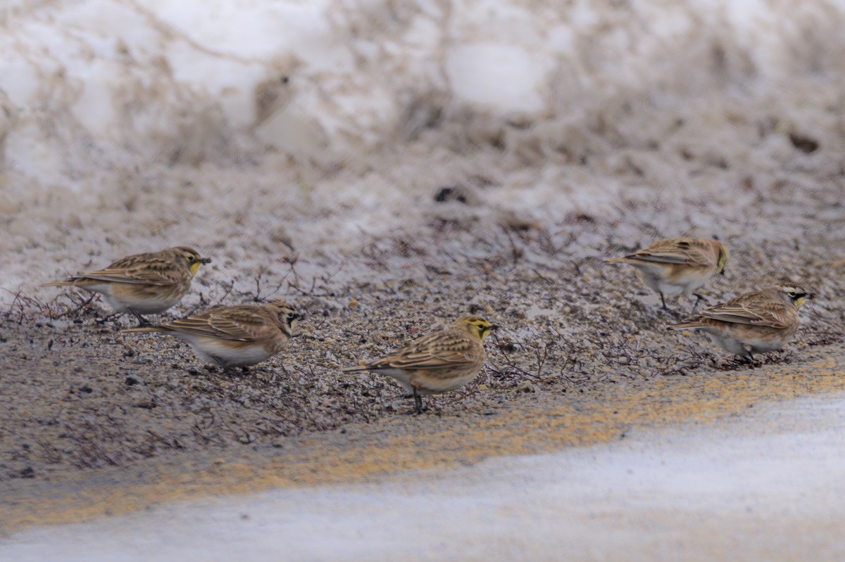 Horned Lark - ML646610171