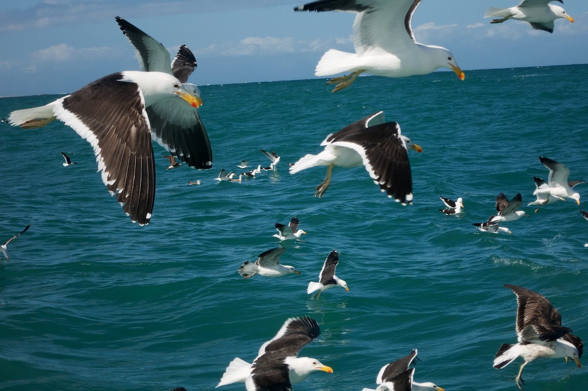 Kelp Gull - ML646610174