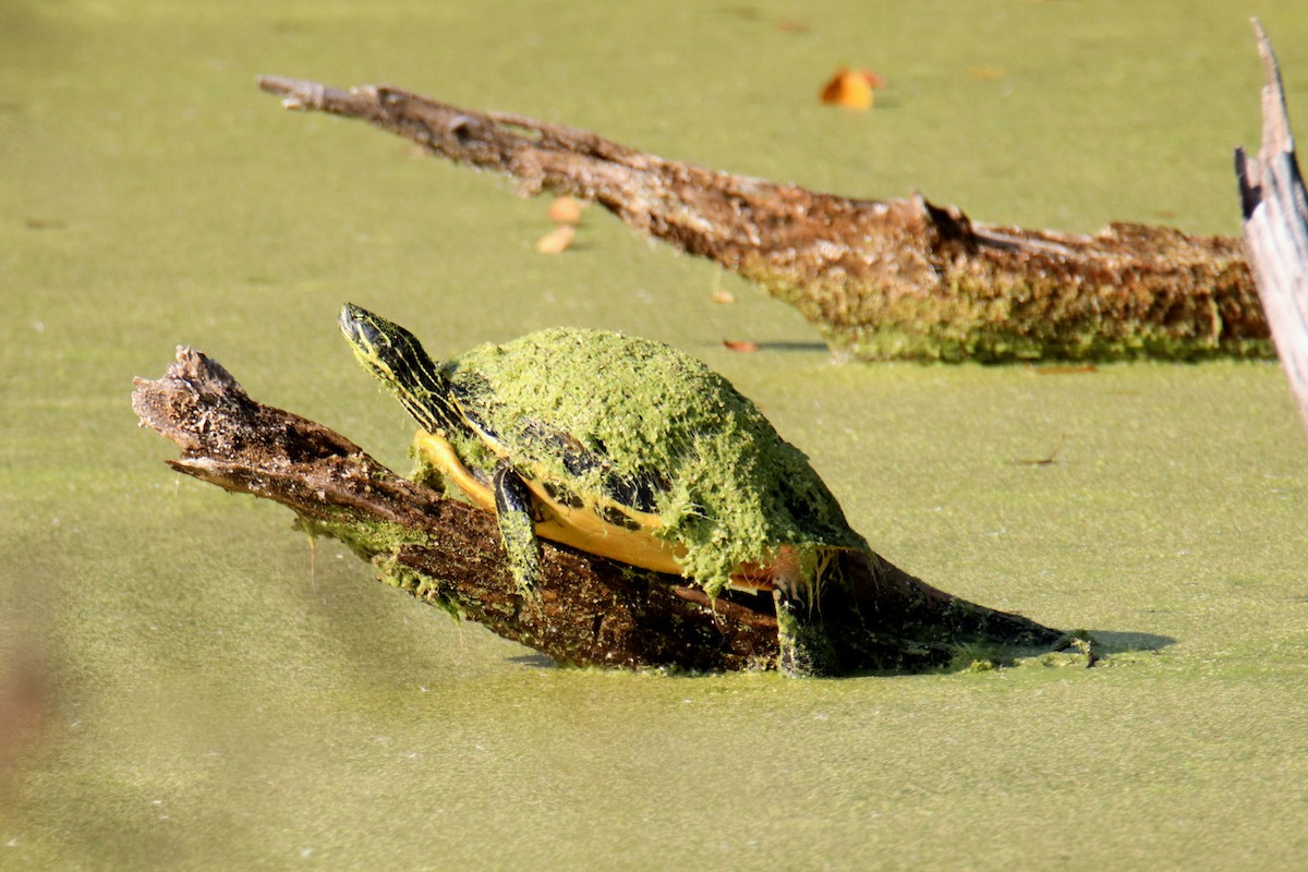Tortuga de orejas amarilas - ML646610175