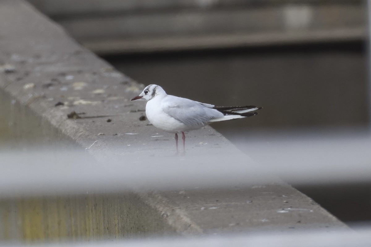 racek chechtavý - ML646610176