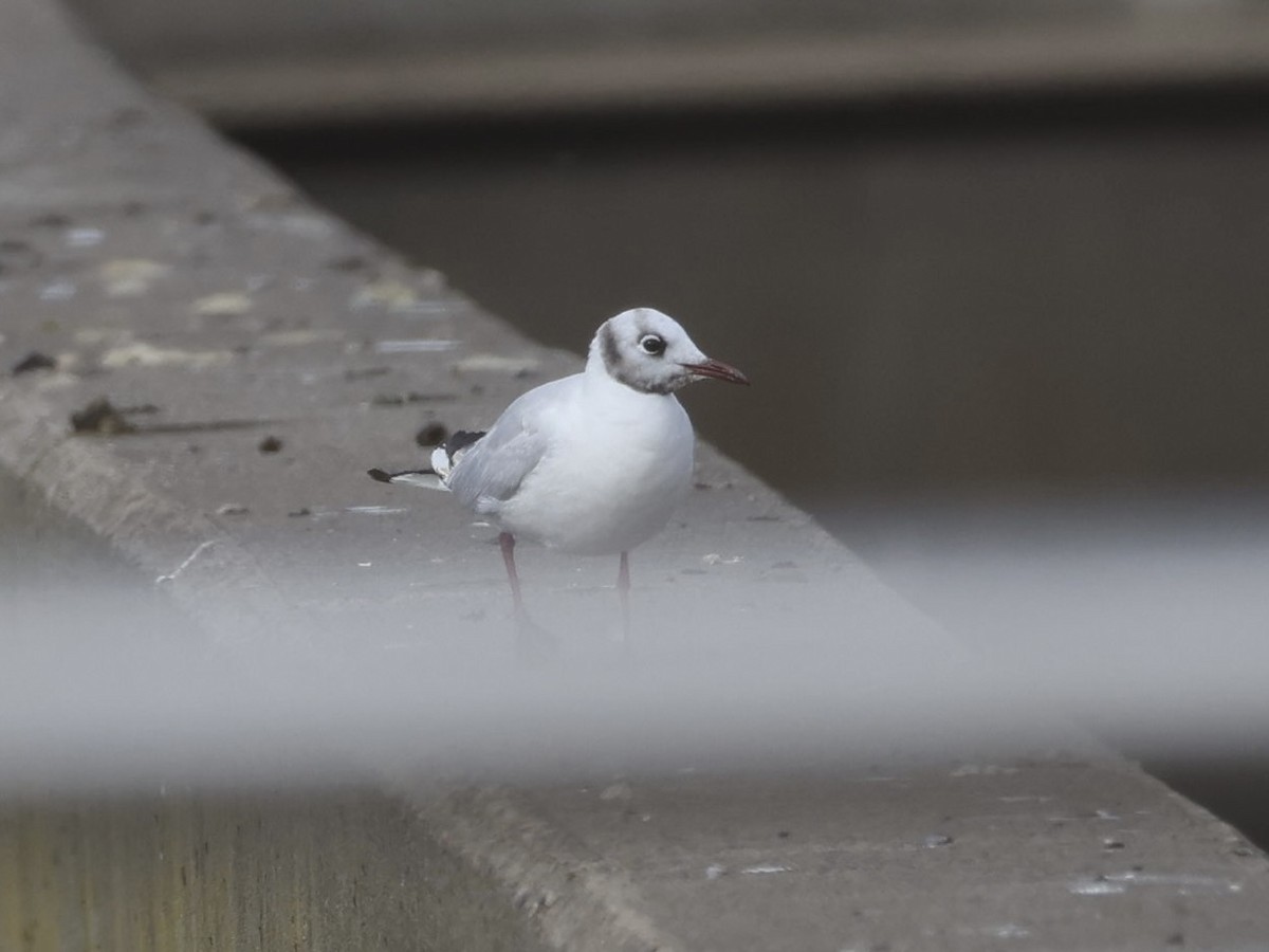 racek chechtavý - ML646610177