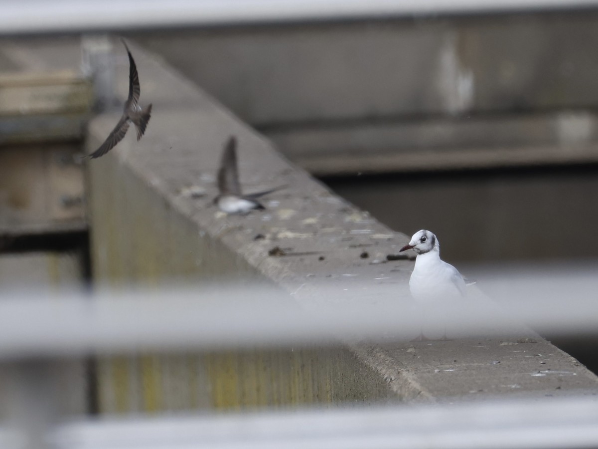 racek chechtavý - ML646610179