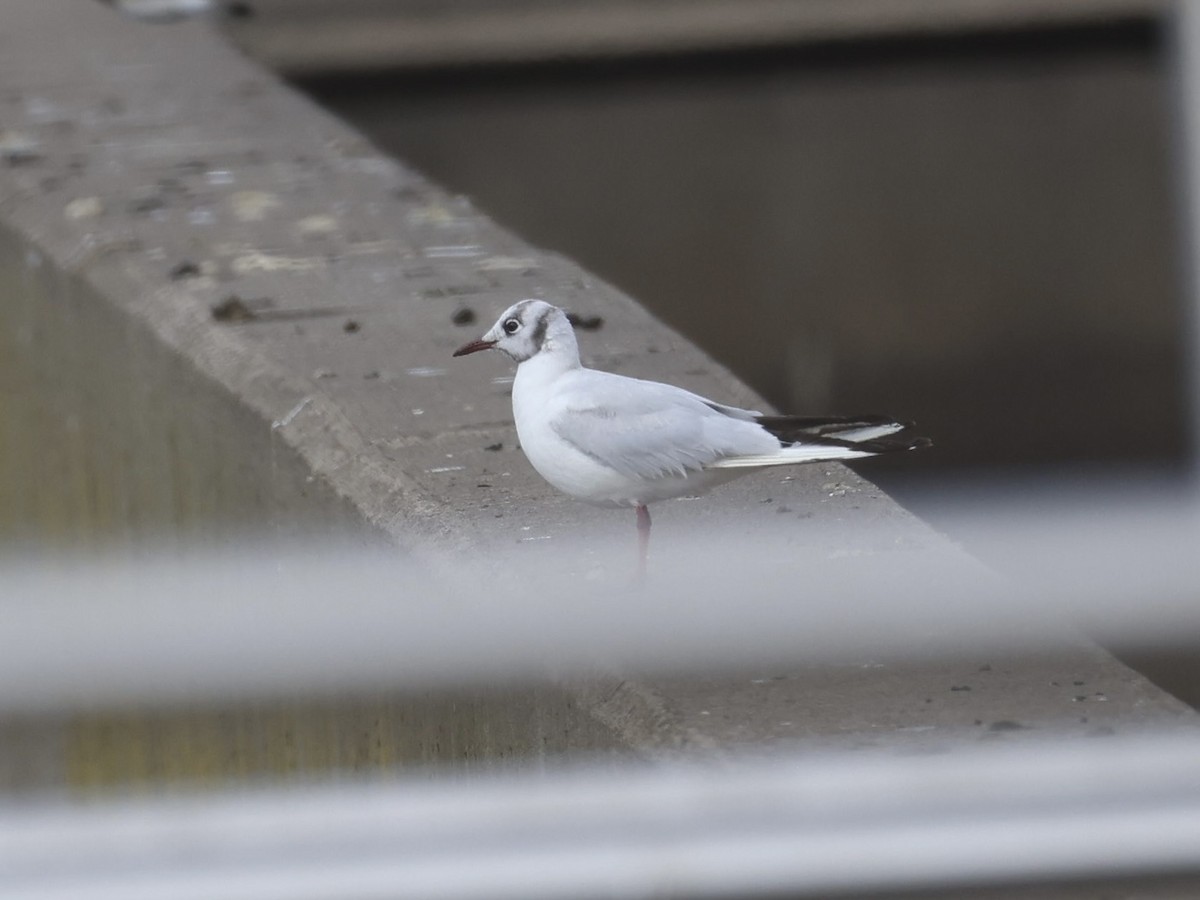 racek chechtavý - ML646610180