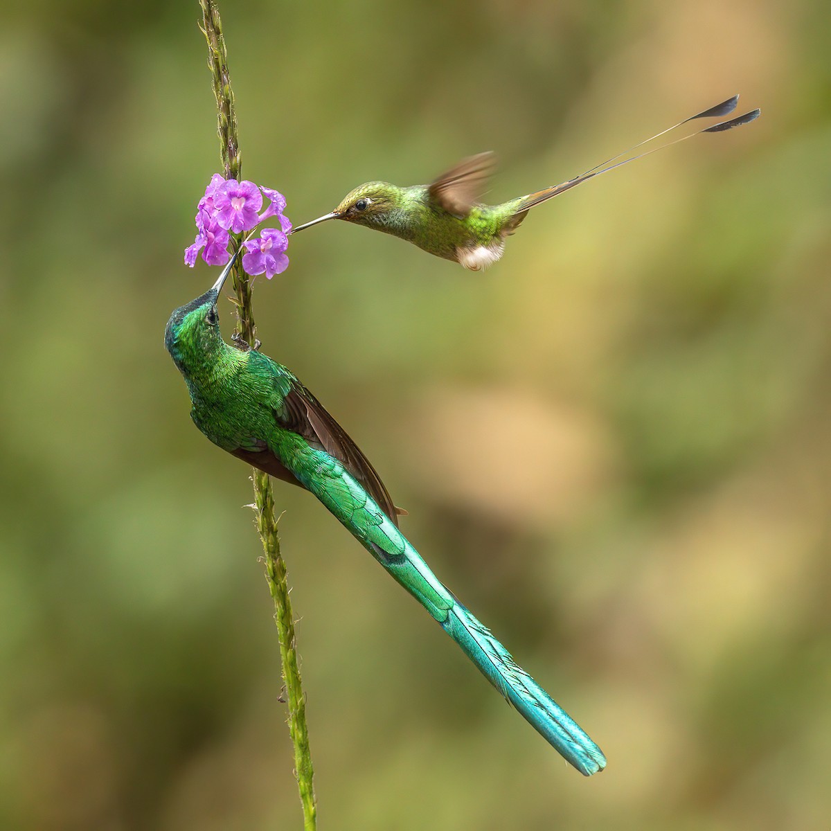 Колібрі-сильф королівський - ML646610181