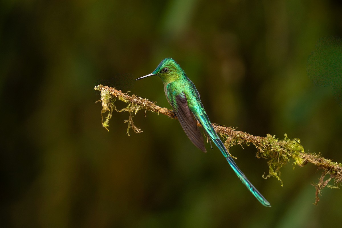 Колібрі-сильф королівський - ML646610182