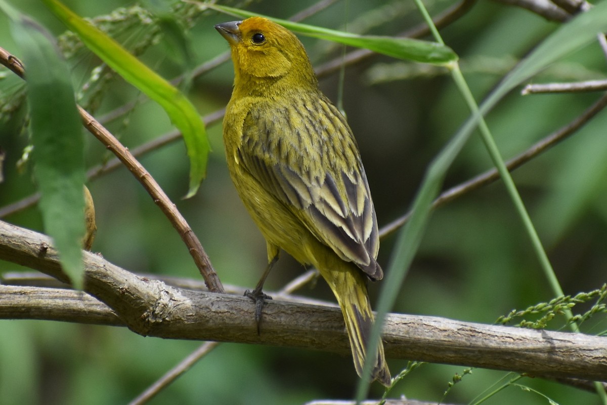 Saffron Finch - ML646610183