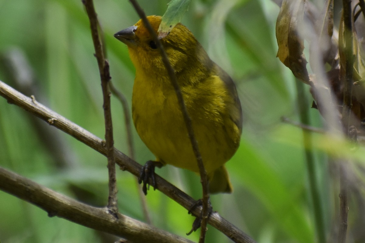 Saffron Finch - ML646610184