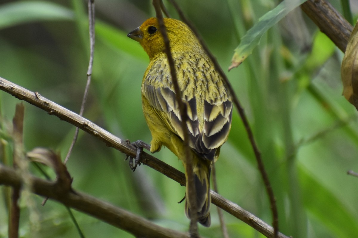 Saffron Finch - ML646610185