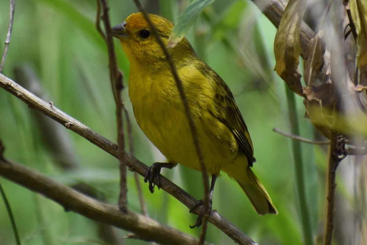 Saffron Finch - ML646610186