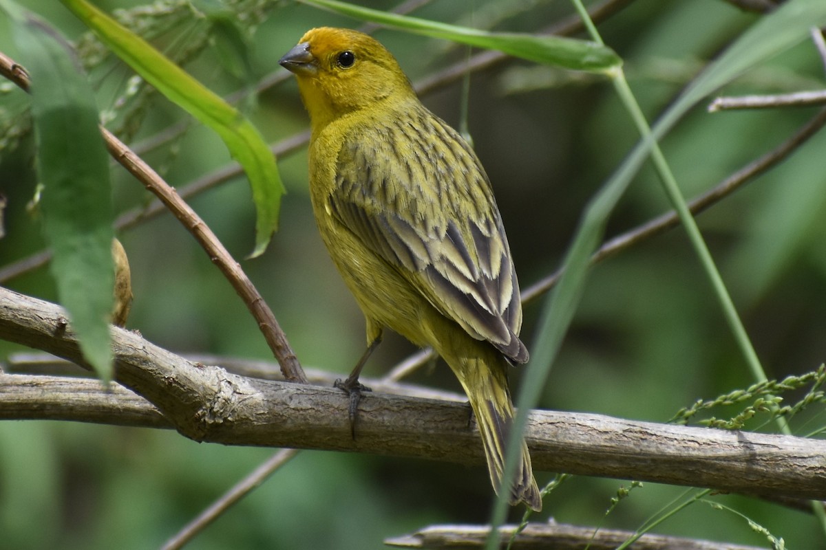 Saffron Finch - ML646610187