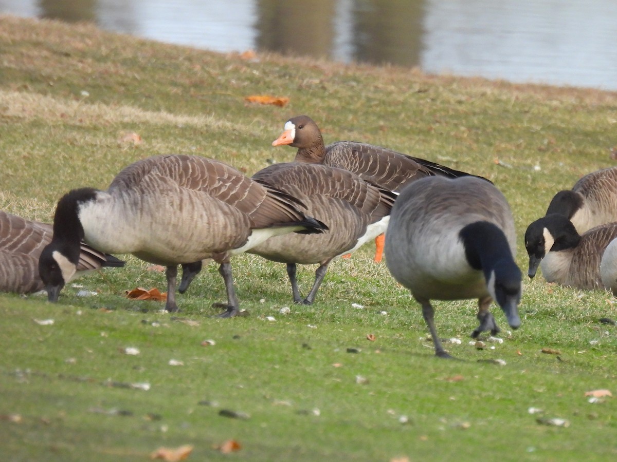 Oca lombardella - ML646610188