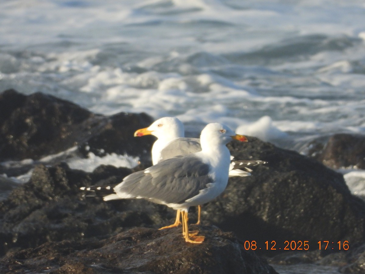 Yellow-legged Gull - ML646610190