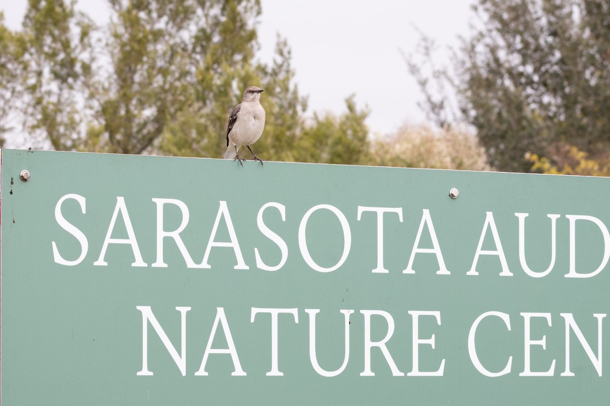 Northern Mockingbird - ML646610193
