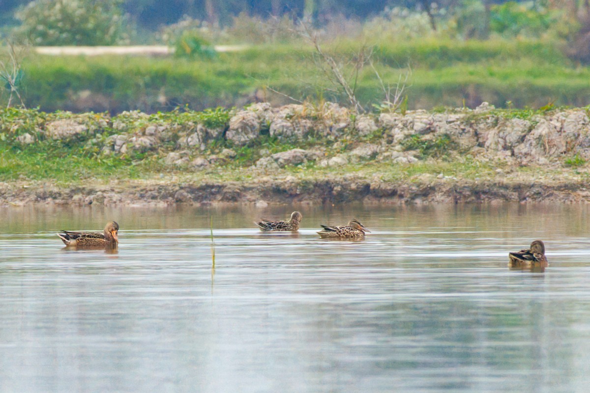 Northern Shoveler - ML646610194