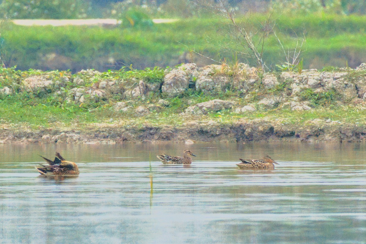 Garganey - ML646610199