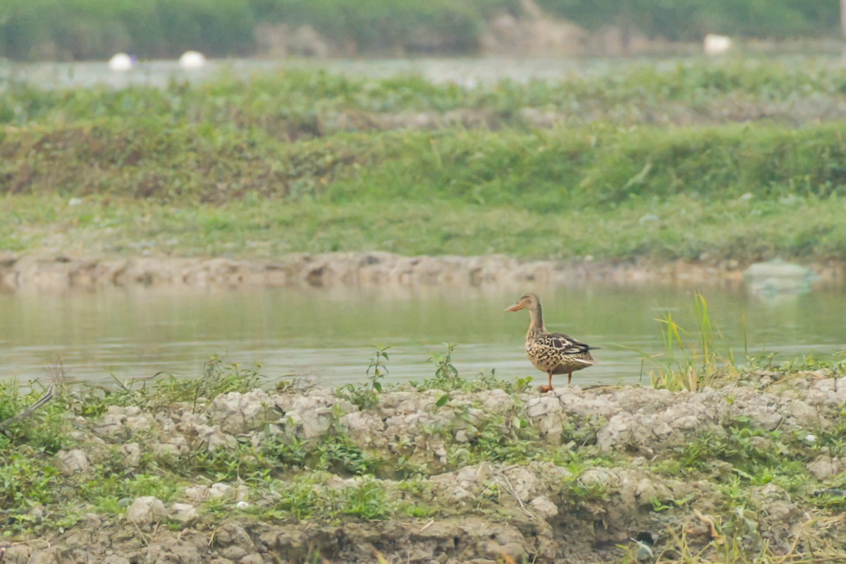 Northern Shoveler - ML646610200