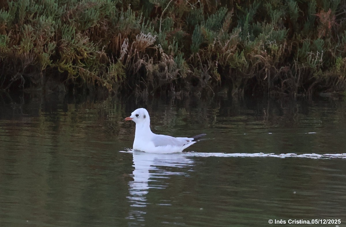 Black-headed Gull - ML646610201