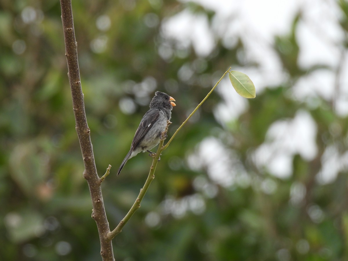 Gray Seedeater - ML646610204