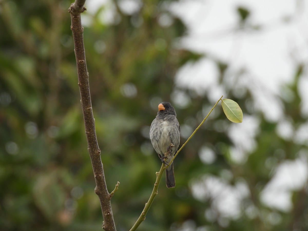 Gray Seedeater - ML646610206