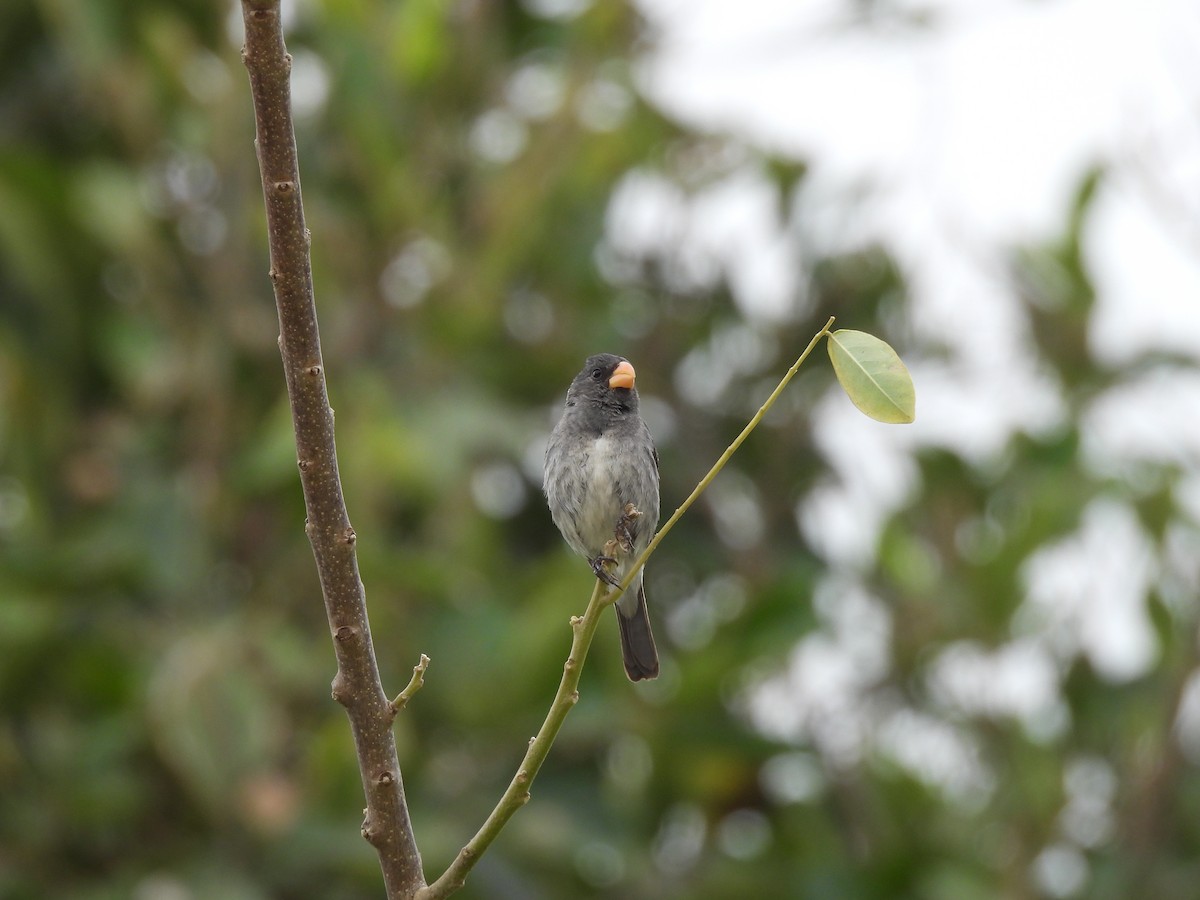 Gray Seedeater - ML646610208