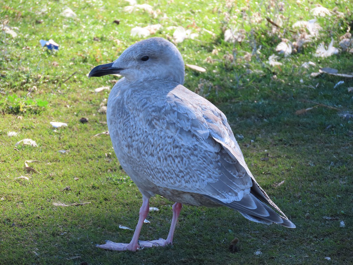 Polarmöwe (Thayermöwe) - ML646610212