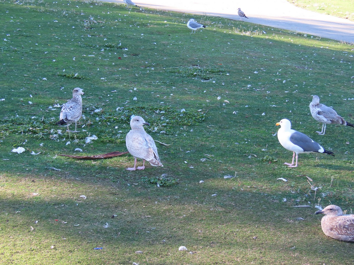 Polarmöwe (Thayermöwe) - ML646610213