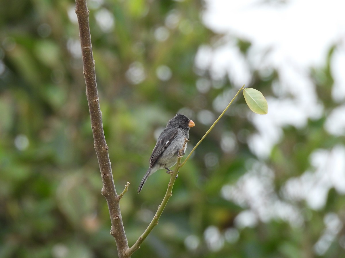 Gray Seedeater - ML646610214