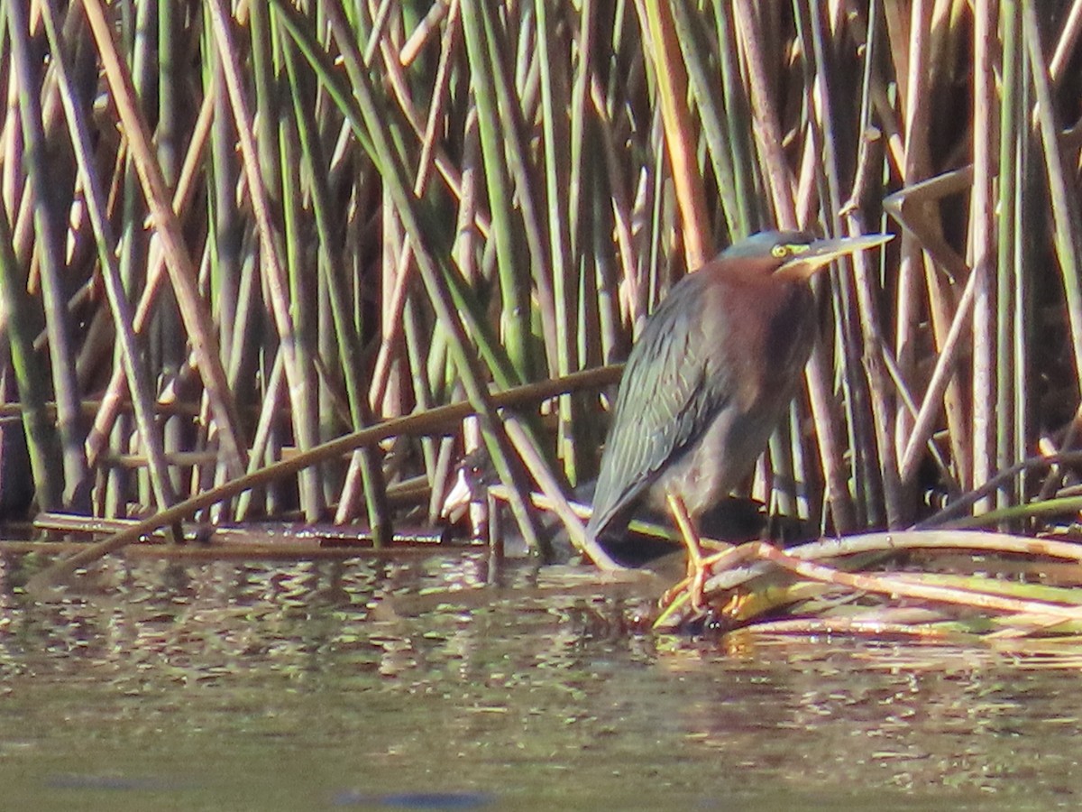 Green Heron - ML646610222