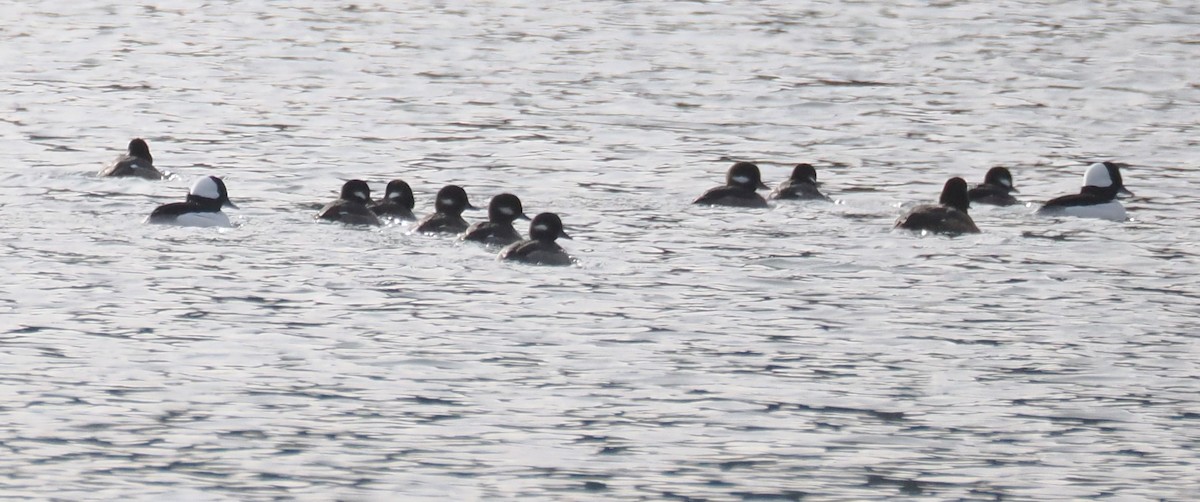 Гоголь-головастик - ML646610223