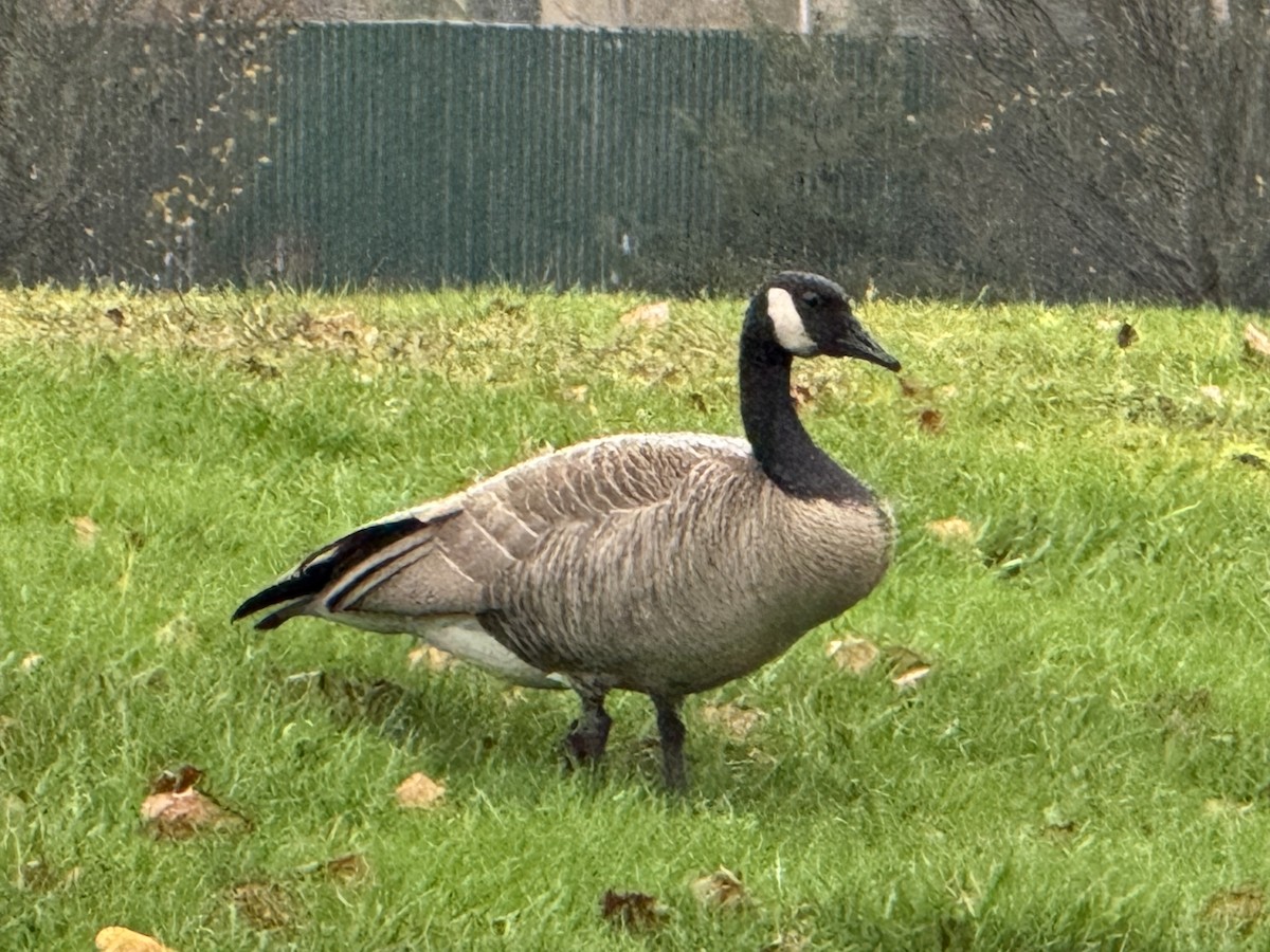 Oca canadese maggiore - ML646610226