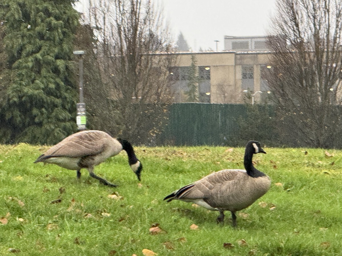 Oca canadese maggiore - ML646610227