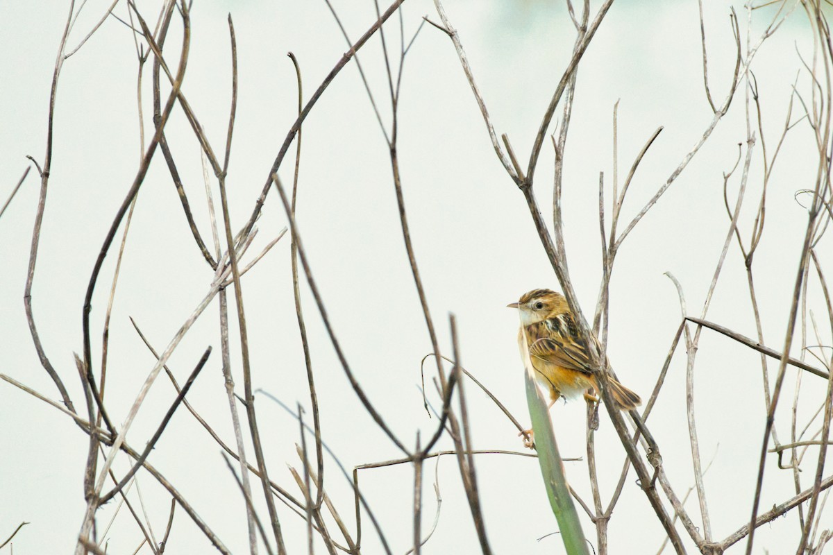 Zitting Cisticola - ML646610229