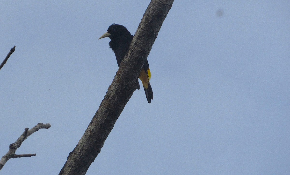 Gelbbürzelkassike - ML646610230