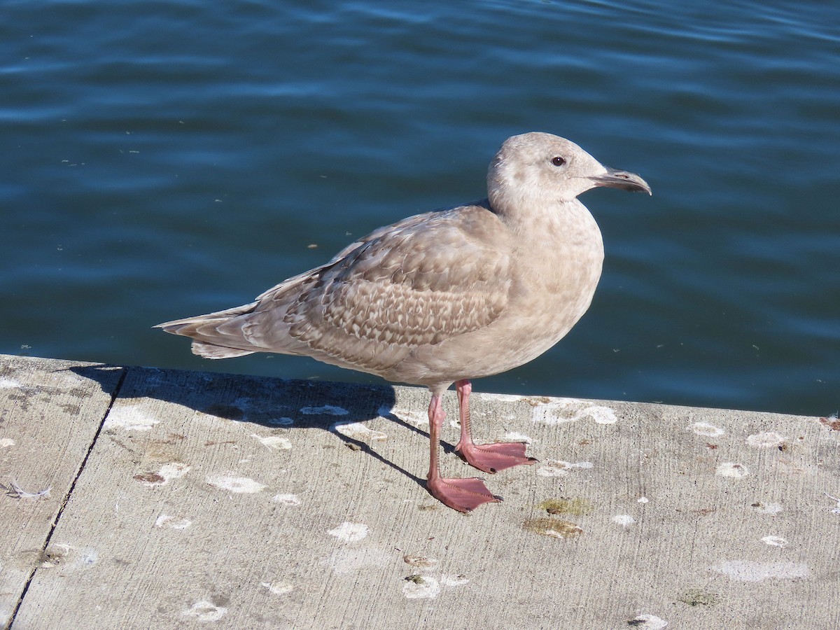 Beringmöwe - ML646610231