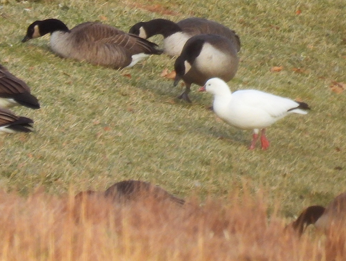 Ross's Goose - ML646610234