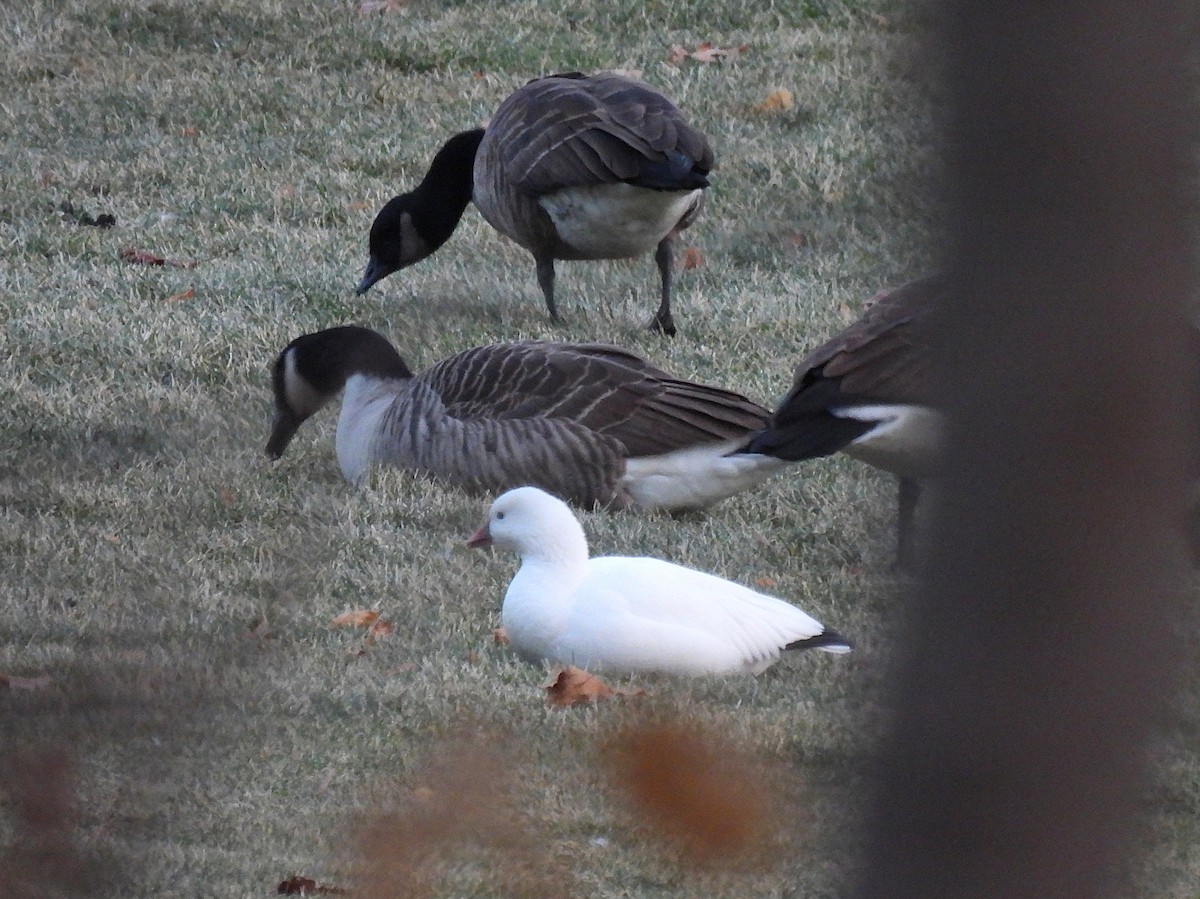 Ross's Goose - ML646610235