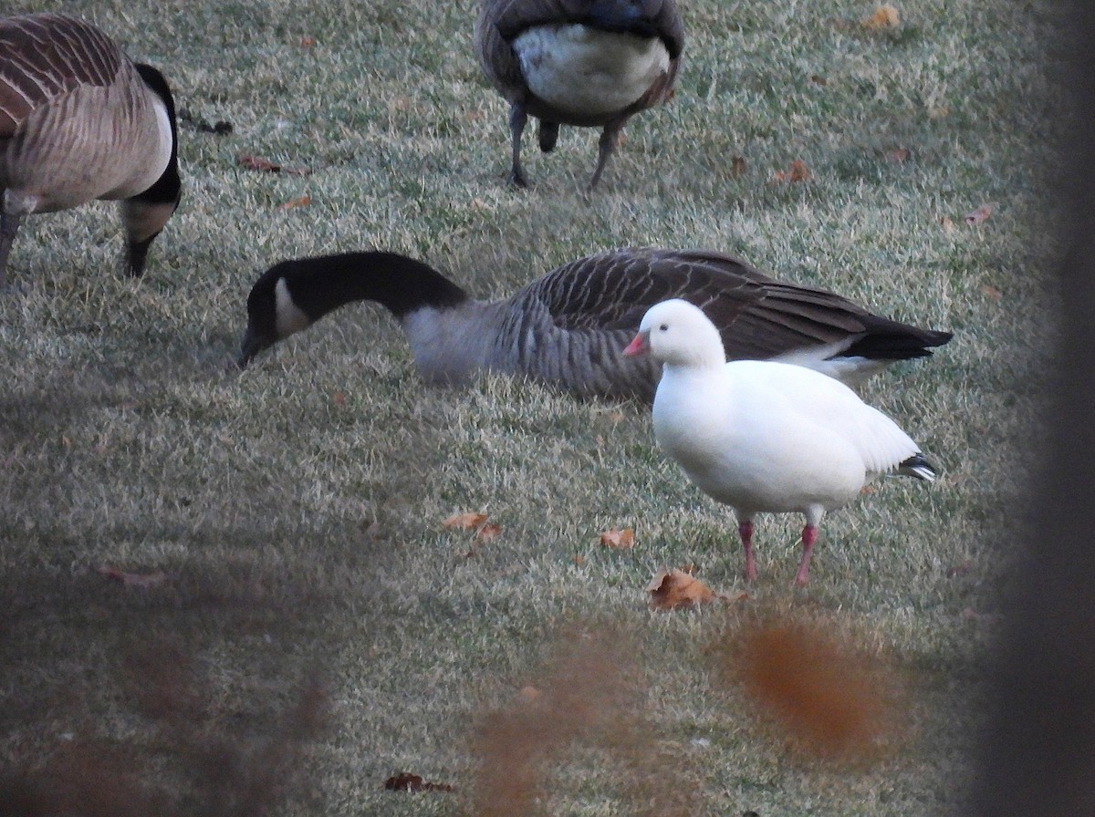Ross's Goose - ML646610236