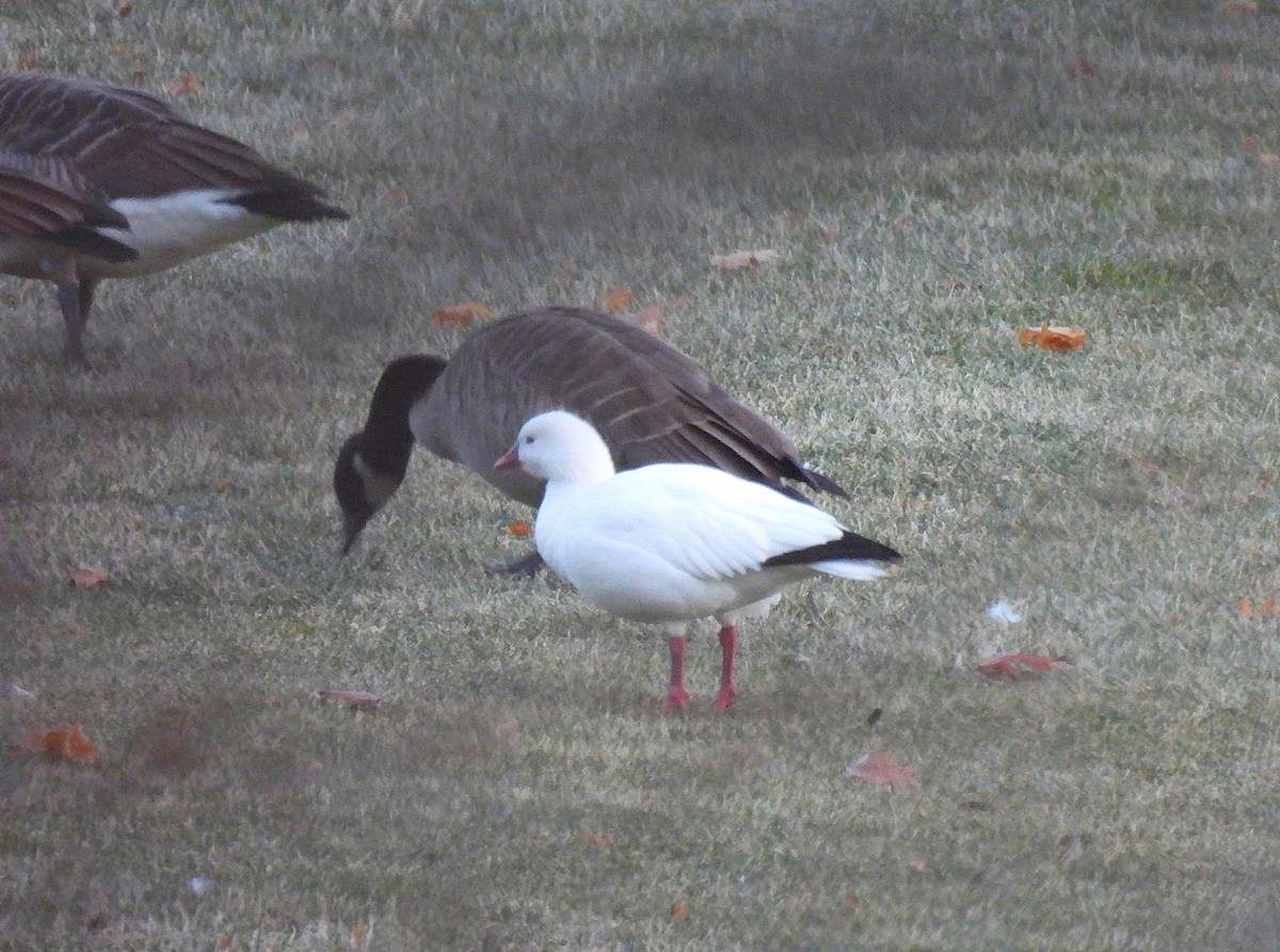Ross's Goose - ML646610237