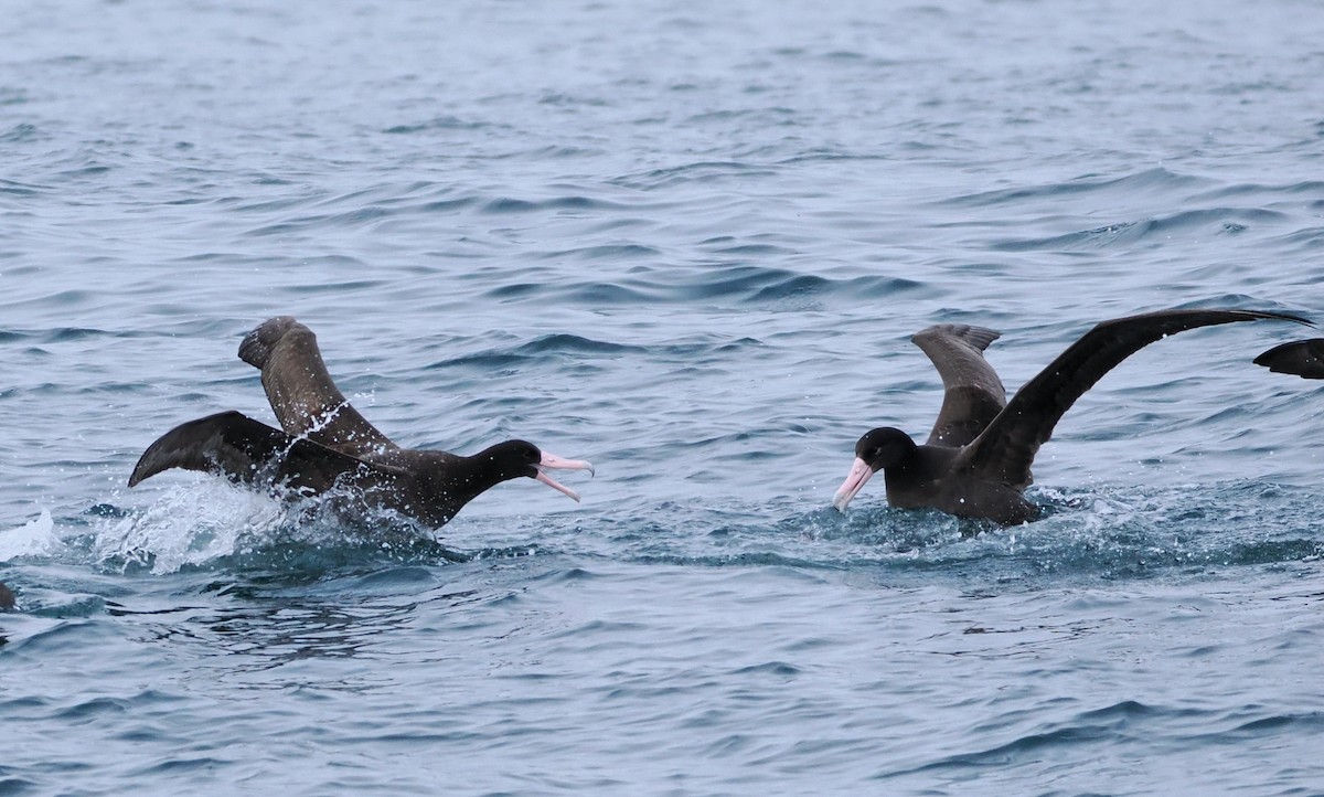 Short-tailed Albatross - ML646610240