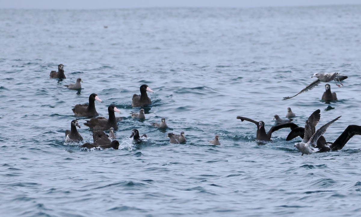 Short-tailed Albatross - ML646610241