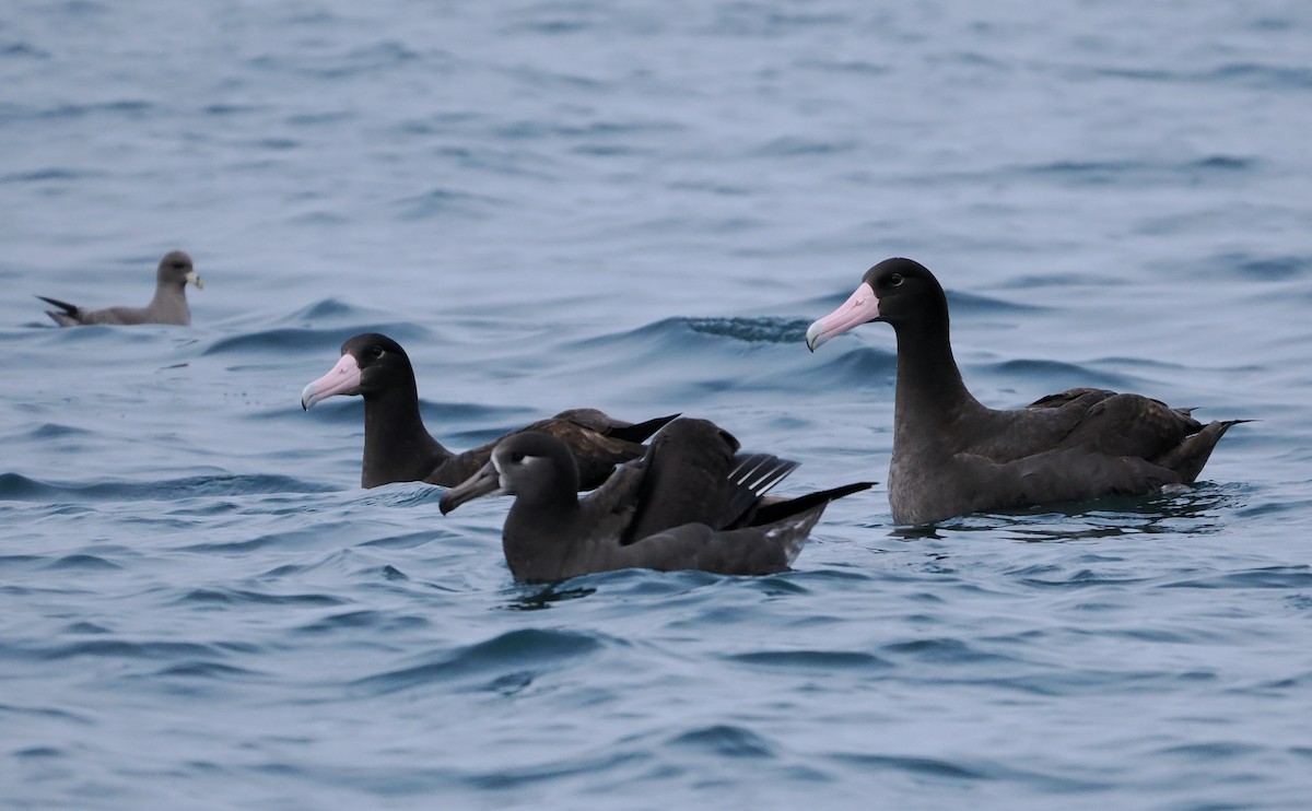 Short-tailed Albatross - ML646610242