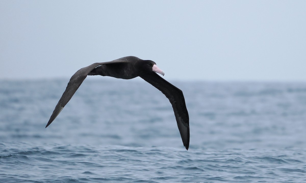 Short-tailed Albatross - ML646610243