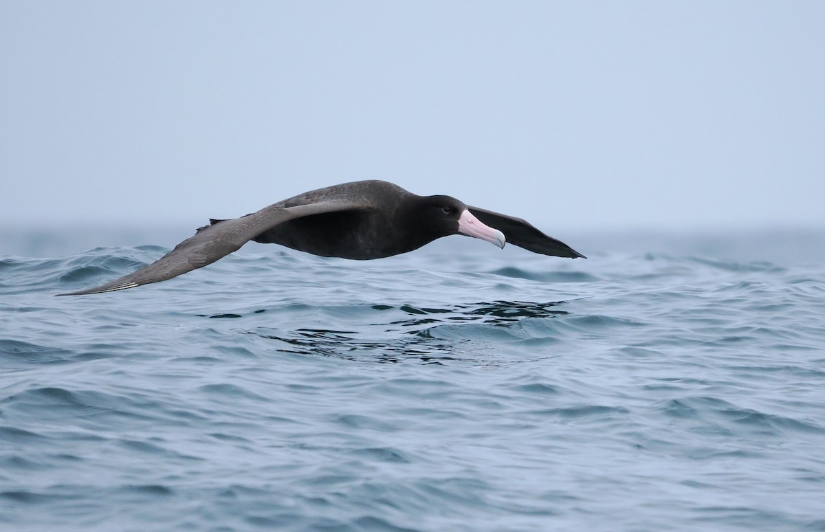 Short-tailed Albatross - ML646610245