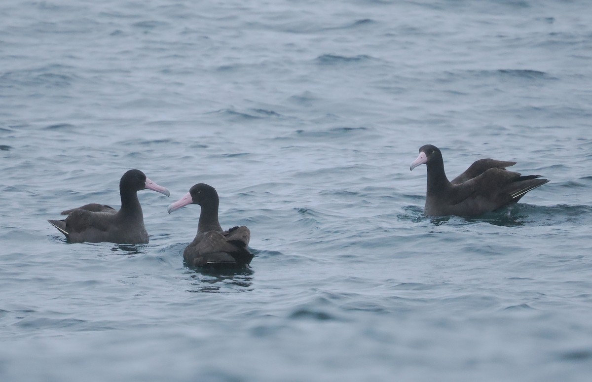Short-tailed Albatross - ML646610246